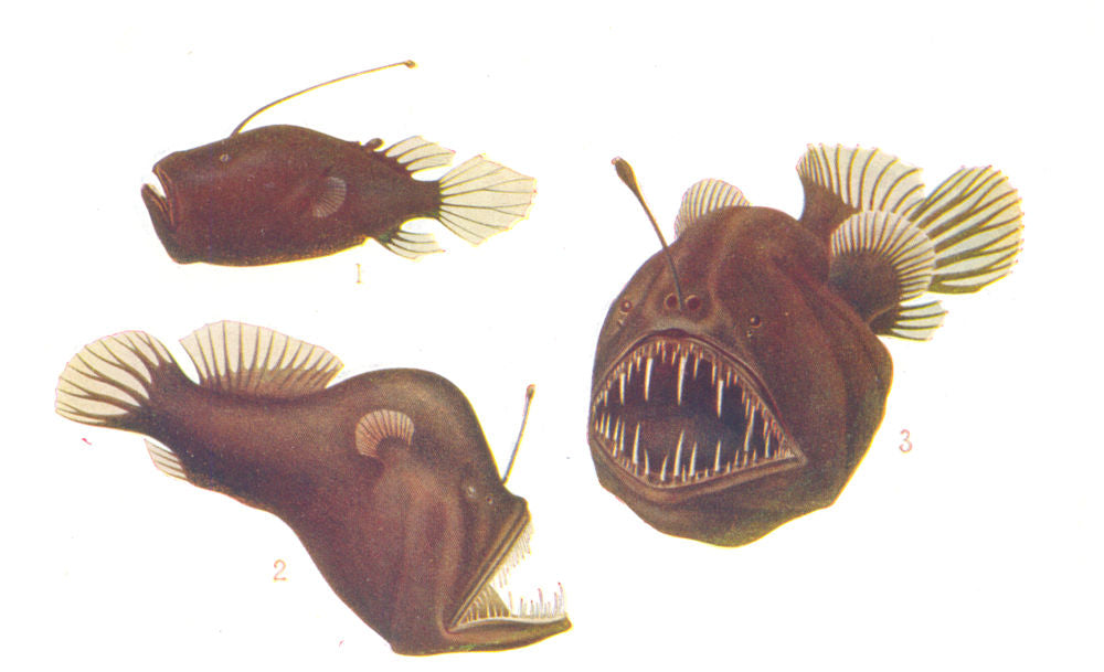 FISH. Deep Sea Anglers. Ceratias Couesi; Melanocetus Johnsoni; Kechi 1936
